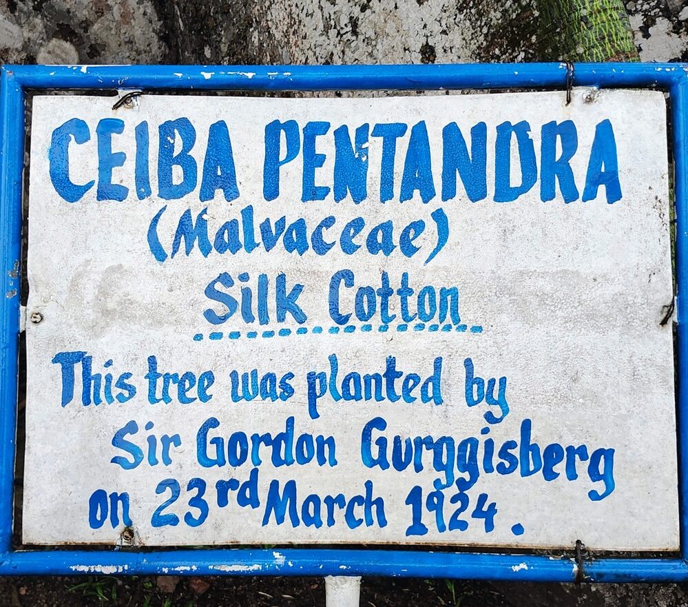 About-Silk-Cotton-Tree-COMPRESSED