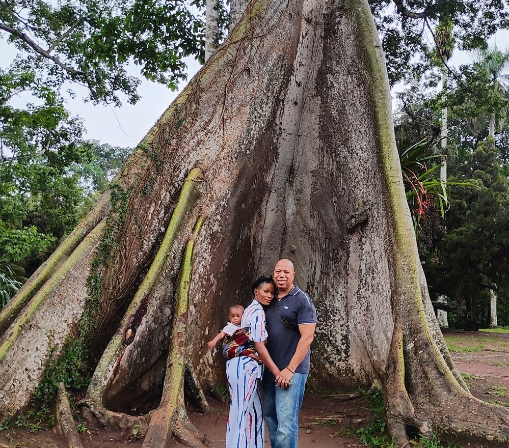 The Silk cotton tree